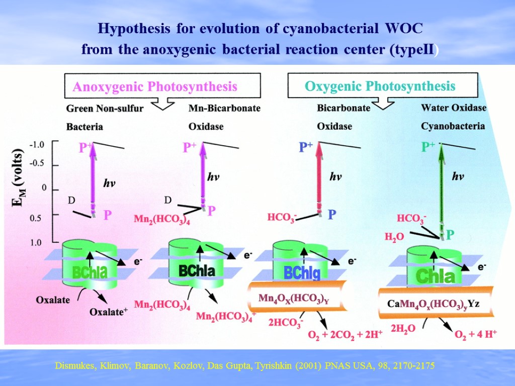 Hypothesis for evolution of cyanobacterial WOC from the anoxygenic bacterial reaction center (typeII) Dismukes,